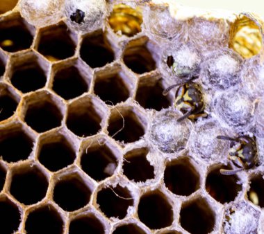 Nadir bulunan tropikal arı kovanlarından balmumu tarağı larva ve sen