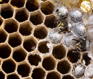 Nadir bulunan tropikal arı kovanlarından balmumu tarağı larva ve sen