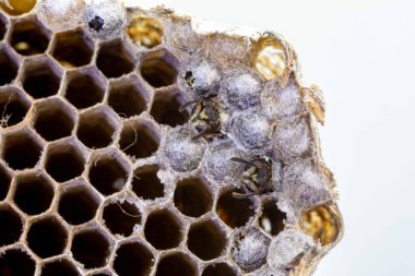 Nadir bulunan tropikal arı kovanlarından balmumu tarağı larva ve sen