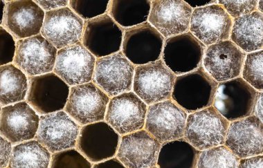 Nadir bulunan tropikal arı kovanlarından balmumu tarağı larva ve sen