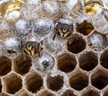 Nadir bulunan tropikal arı kovanlarından balmumu tarağı larva ve sen