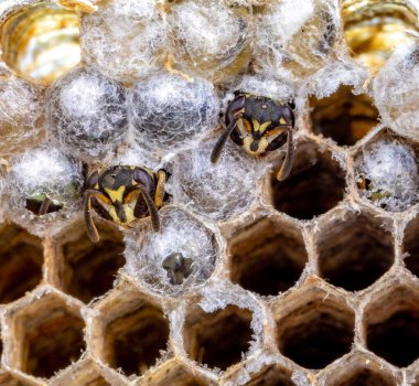Nadir bulunan tropikal arı kovanlarından balmumu tarağı larva ve sen