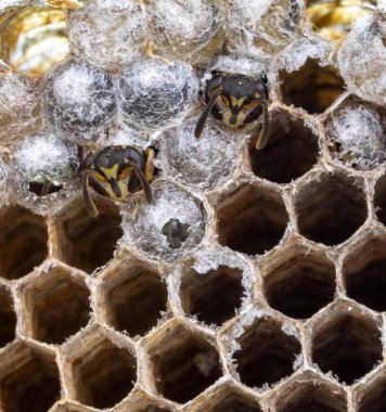 Nadir bulunan tropikal arı kovanlarından balmumu tarağı larva ve sen