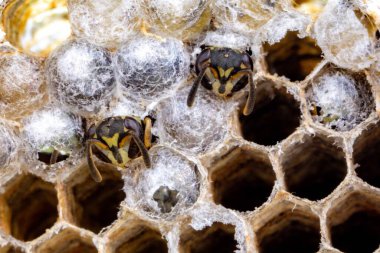 Nadir bulunan tropikal arı kovanlarından balmumu tarağı larva ve sen