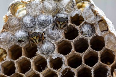 Nadir bulunan tropikal arı kovanlarından balmumu tarağı larva ve sen