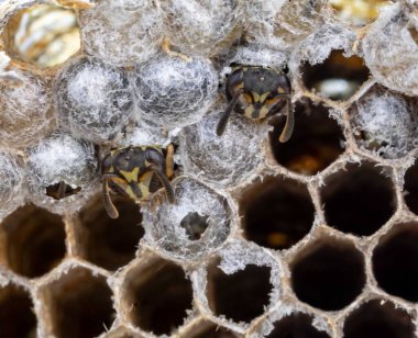 Nadir bulunan tropikal arı kovanlarından balmumu tarağı larva ve sen