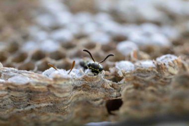 Nadir bulunan tropikal arı kovanlarından balmumu tarağı larva ve sen