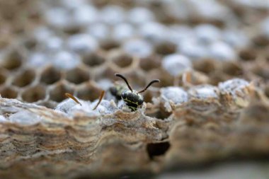 Nadir bulunan tropikal arı kovanlarından balmumu tarağı larva ve sen