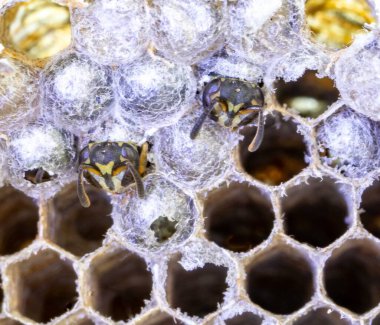 Nadir bulunan tropikal arı kovanlarından balmumu tarağı larva ve sen