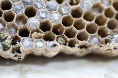 Nadir bulunan tropikal arı kovanlarından balmumu tarağı larva ve sen