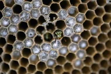 Nadir bulunan tropikal arı kovanlarından balmumu tarağı larva ve sen