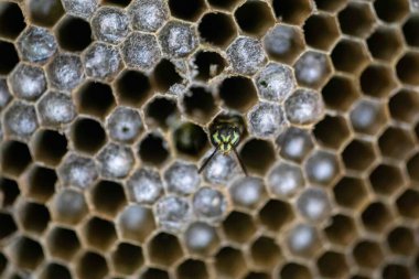 Nadir bulunan tropikal arı kovanlarından balmumu tarağı larva ve sen