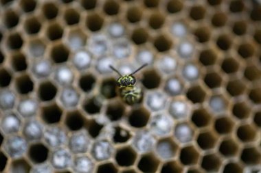 Nadir bulunan tropikal arı kovanlarından balmumu tarağı larva ve sen