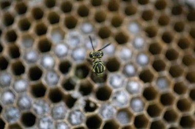 Nadir bulunan tropikal arı kovanlarından balmumu tarağı larva ve sen