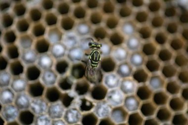 Nadir bulunan tropikal arı kovanlarından balmumu tarağı larva ve sen