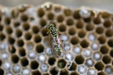 Nadir bulunan tropikal arı kovanlarından balmumu tarağı larva ve sen