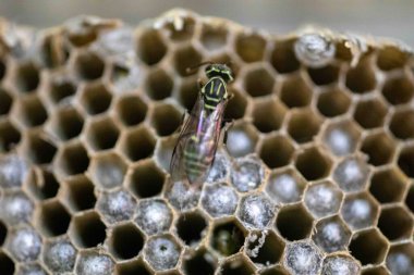 Nadir bulunan tropikal arı kovanlarından balmumu tarağı larva ve sen