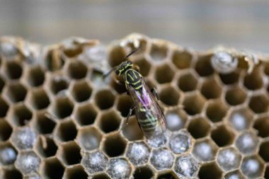 Nadir bulunan tropikal arı kovanlarından balmumu tarağı larva ve sen