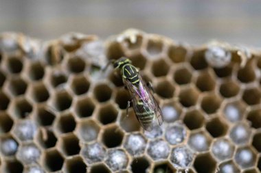 Nadir bulunan tropikal arı kovanlarından balmumu tarağı larva ve sen