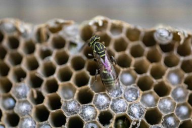 Nadir bulunan tropikal arı kovanlarından balmumu tarağı larva ve sen