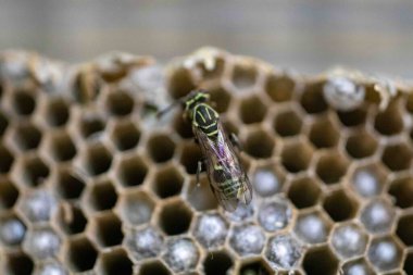 Nadir bulunan tropikal arı kovanlarından balmumu tarağı larva ve sen