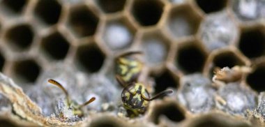 Nadir bulunan tropikal arı kovanlarından balmumu tarağı larva ve sen