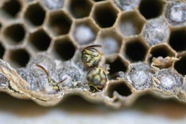 Nadir bulunan tropikal arı kovanlarından balmumu tarağı larva ve sen