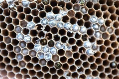 Nadir bulunan tropikal arı kovanlarından balmumu tarağı larva ve sen