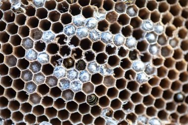 Nadir bulunan tropikal arı kovanlarından balmumu tarağı larva ve sen