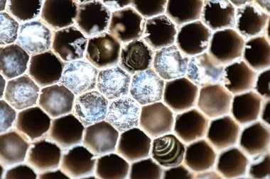 Nadir bulunan tropikal arı kovanlarından balmumu tarağı larva ve sen