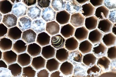 Nadir bulunan tropikal arı kovanlarından balmumu tarağı larva ve sen