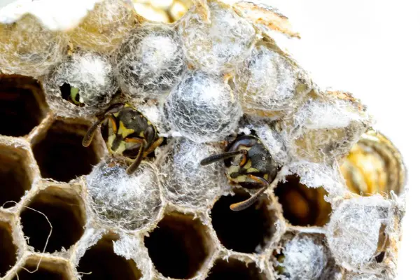 Nadir bulunan tropikal arı kovanlarından balmumu tarağı larva ve sen