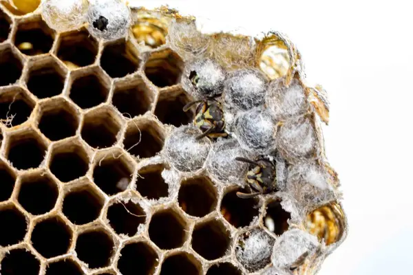 Nadir bulunan tropikal arı kovanlarından balmumu tarağı larva ve sen