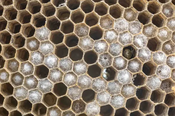 Nadir bulunan tropikal arı kovanlarından balmumu tarağı larva ve sen