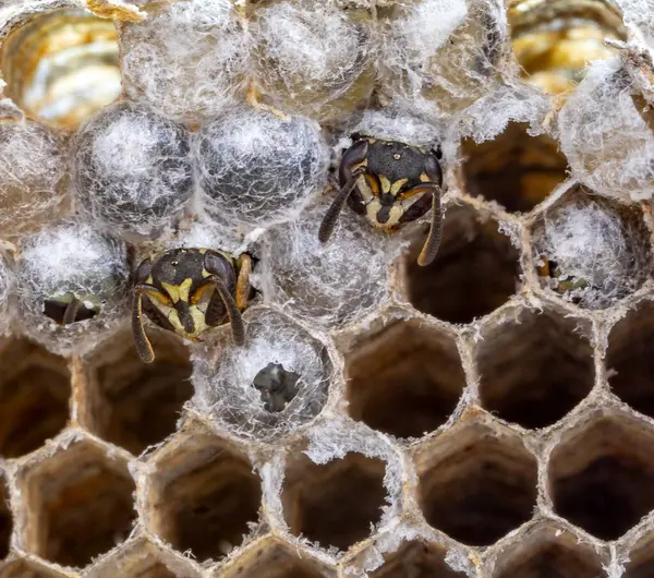 Nadir bulunan tropikal arı kovanlarından balmumu tarağı larva ve sen