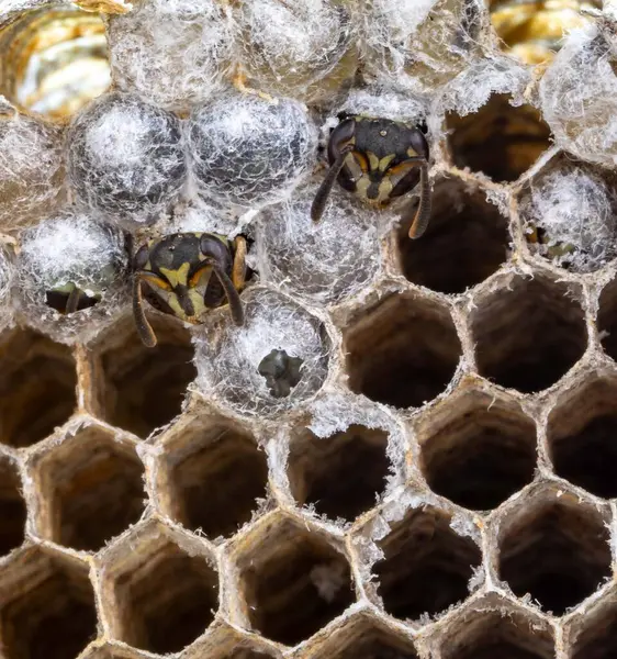 Nadir bulunan tropikal arı kovanlarından balmumu tarağı larva ve sen