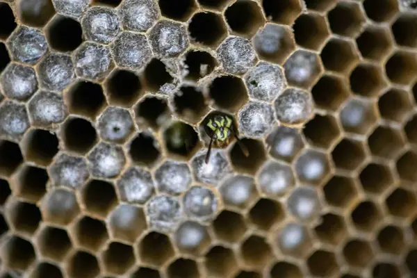 Nadir bulunan tropikal arı kovanlarından balmumu tarağı larva ve sen