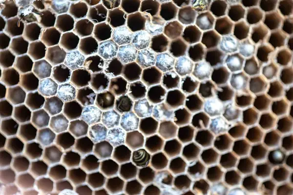 Nadir bulunan tropikal arı kovanlarından balmumu tarağı larva ve sen