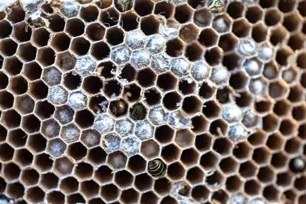 Nadir bulunan tropikal arı kovanlarından balmumu tarağı larva ve sen