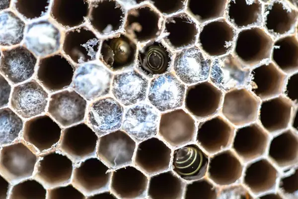 Nadir bulunan tropikal arı kovanlarından balmumu tarağı larva ve sen