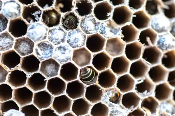 Nadir bulunan tropikal arı kovanlarından balmumu tarağı larva ve sen