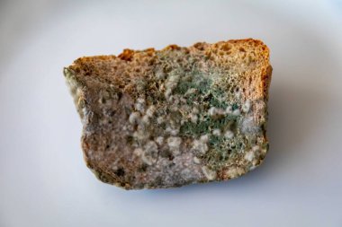 Şımarık, eski küflü yiyecekler beyaz yuvarlak tabakta.