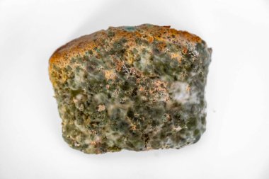 Şımarık, eski küflü yiyecekler beyaz yuvarlak tabakta.