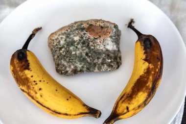 Şımarık, eski küflü yiyecekler beyaz yuvarlak tabakta.