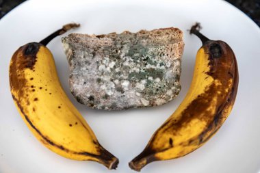 Şımarık, eski küflü yiyecekler beyaz yuvarlak tabakta.