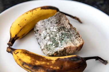 Şımarık, eski küflü yiyecekler beyaz yuvarlak tabakta.