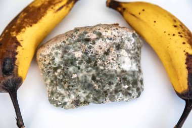 Şımarık, eski küflü yiyecekler beyaz yuvarlak tabakta.