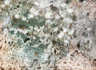 Şımarık, eski küflü yiyecekler beyaz yuvarlak tabakta.