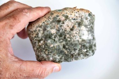 Şımarık, eski küflü yiyecekler beyaz yuvarlak tabakta.