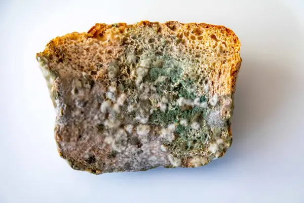 Şımarık, eski küflü yiyecekler beyaz yuvarlak tabakta.